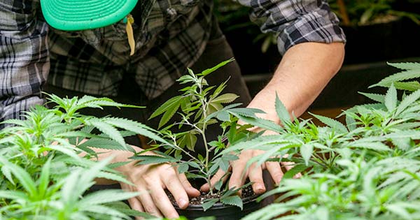 Legalization of Cannabis for Medical Use in Thailand
