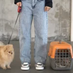 Bangkok Pet Law